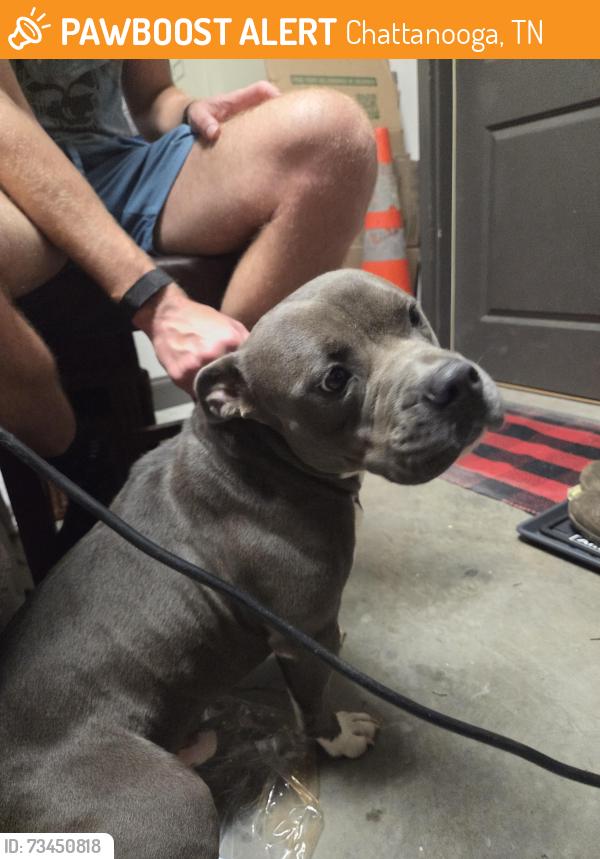 Found/Stray Male Dog last seen E Elmwood drive by traintracks Chattanooga, Chattanooga, TN 37405