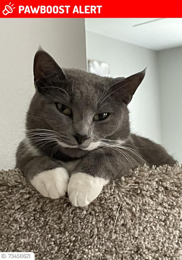Lost Female Cat last seen Hazlewood dr., Woodland Crossing, LA 70726