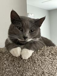 Lost Female Cat last seen Hazlewood dr., Woodland Crossing, LA 70726