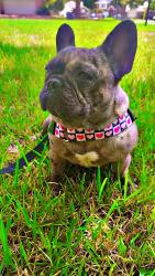 Lost Female Dog last seen Sugar tree, Houston, TX 77070