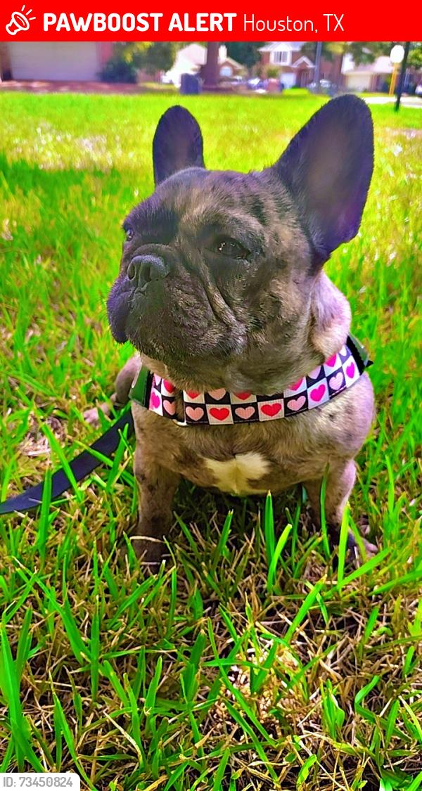 Lost Female Dog last seen Sugar tree, Houston, TX 77070