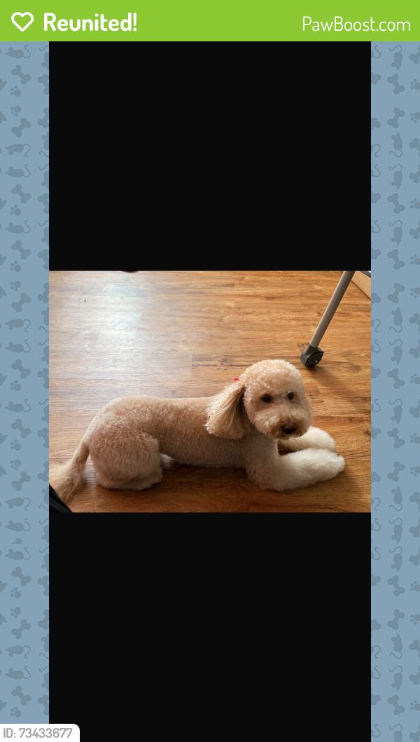 Reunited Female Dog last seen Near Clifton Ave, Clifton, NJ 07011, USA, Clifton, NJ 07011
