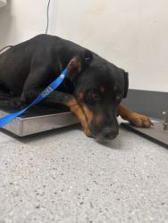 Shelter Stray Male Dog last seen 98th Av exit 880, Oakland,, 1101 29th Ave, Oakland, CA 94601, USA