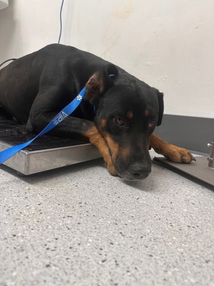 Shelter Stray Male Dog last seen 98th Av exit 880, Oakland,, 1101 29th Ave, Oakland, CA 94601, USA