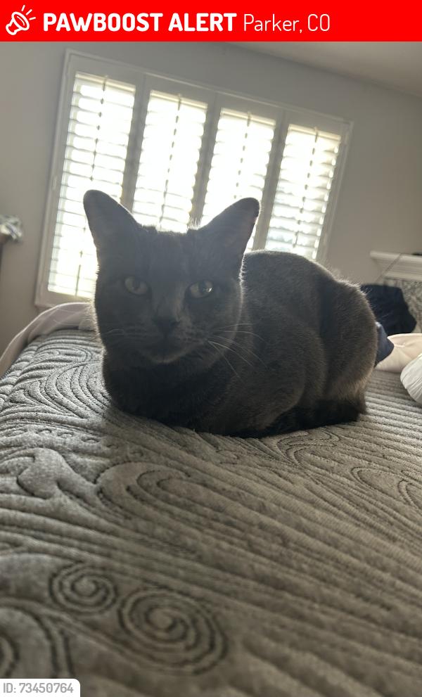 Lost Female Cat last seen Spruce Ct/Vista Cir, Parker, CO 80138