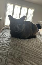Lost Female Cat last seen Spruce Ct/Vista Cir, Parker, CO 80138