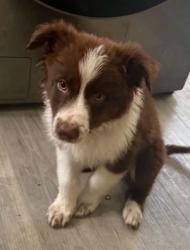 Lost Male Dog last seen Roswell Ave and Riverside Dr, Chino, CA 91710