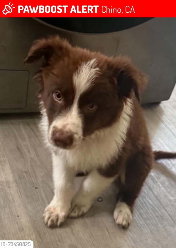 Lost Male Dog last seen Roswell Ave and Riverside Dr, Chino, CA 91710