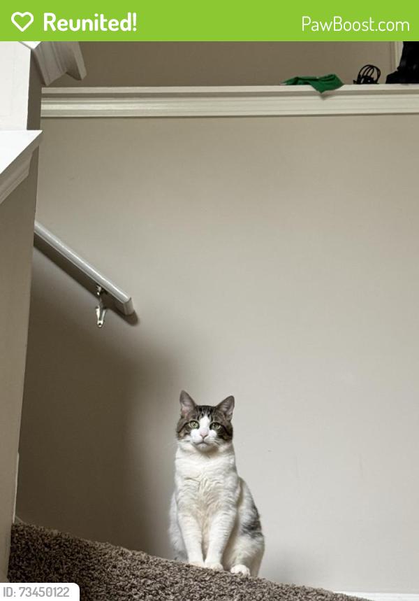 Reunited Male Cat last seen Old Keith bridge road, Gainesville, GA 30506