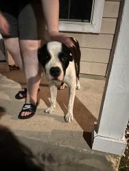 Found/Stray Male Dog last seen Marbach, San Antonio, TX 78245