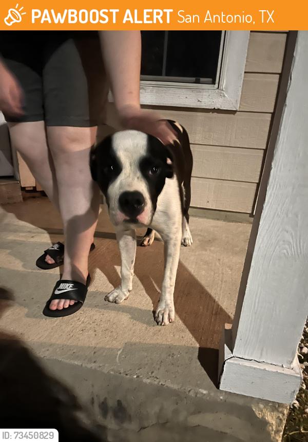 Found/Stray Male Dog last seen Marbach, San Antonio, TX 78245