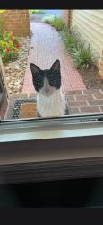 Found/Stray Male Cat last seen Sutphin pines, Lower Makefield Township, PA 19067