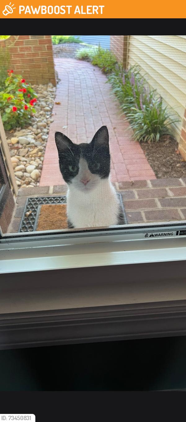 Found/Stray Male Cat last seen Sutphin pines, Lower Makefield Township, PA 19067