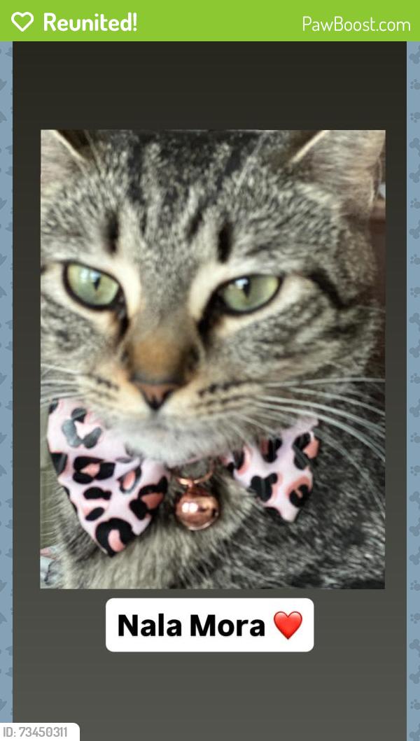 Reunited Female Cat last seen Jackson Ridge Cove, Kennesaw, GA 30144