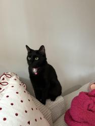 Lost Female Cat last seen Talleyville Fire Station, Talleyville, DE 19803