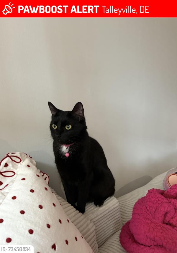 Lost Female Cat last seen Talleyville Fire Station, Talleyville, DE 19803