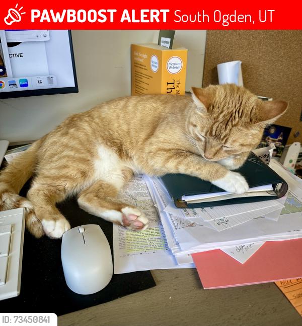 Lost Female Cat last seen South Ogden Nature Park, South Ogden, UT 84405