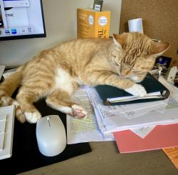 Lost Female Cat last seen South Ogden Nature Park, South Ogden, UT 84405