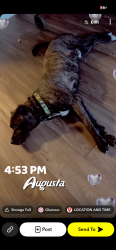 Lost Male Dog last seen Tubman home Rd, Augusta, GA 30917