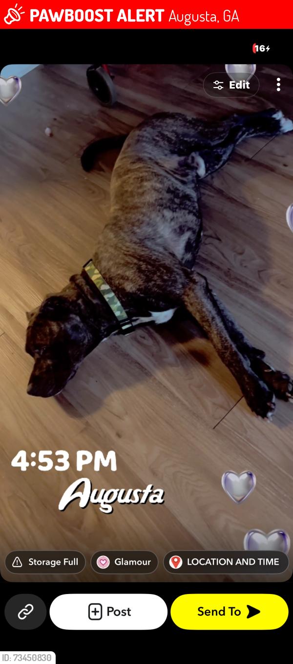 Lost Male Dog last seen Tubman home Rd, Augusta, GA 30917