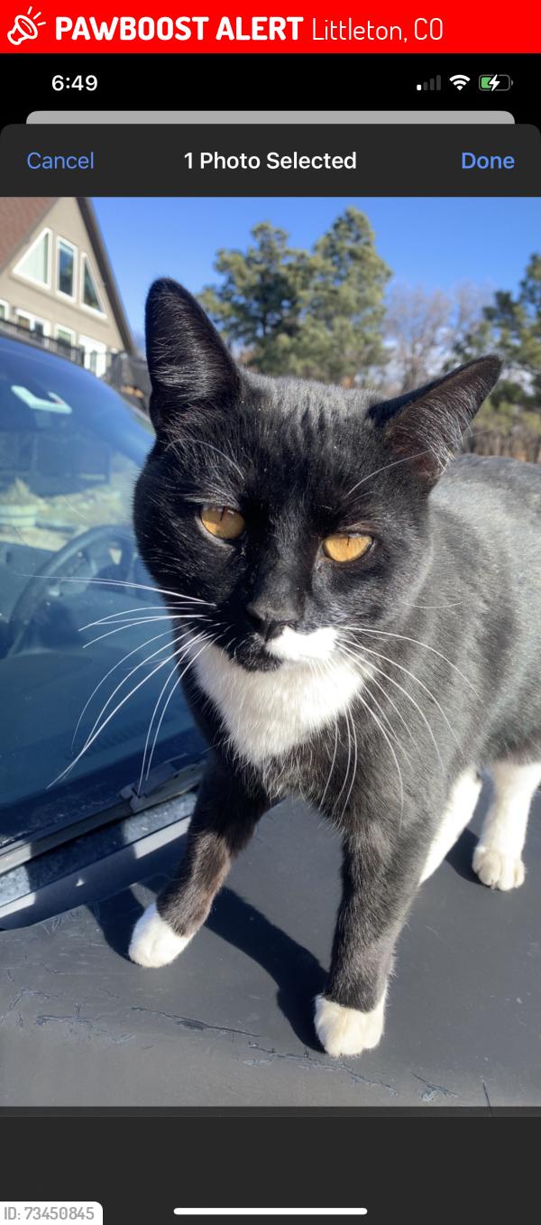 Lost Male Cat last seen Caley st and broadway ave, Littleton, CO 80120