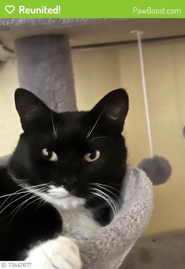 Reunited Male Cat last seen Near 62nd St W, Lancaster, CA 93536, USA, Lancaster, CA 93536
