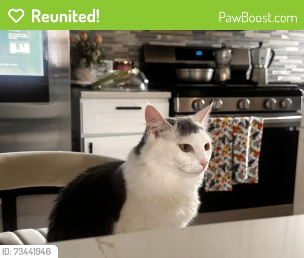 Reunited Female Cat last seen Near Iona college, New Rochelle, NY 10801