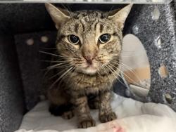 Shelter Stray Female Cat last seen Near St. Anns Avenue, BRONX, NY, 10455, 326 E 110th St, New York, NY 10029, USA