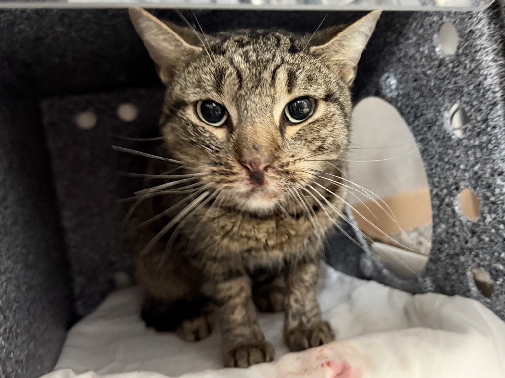 Shelter Stray Female Cat last seen Near St. Anns Avenue, BRONX, NY, 10455, 326 E 110th St, New York, NY 10029, USA