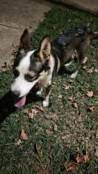 Reunited Male Dog last seen Watson and Fyler, St. Louis, MO 63139