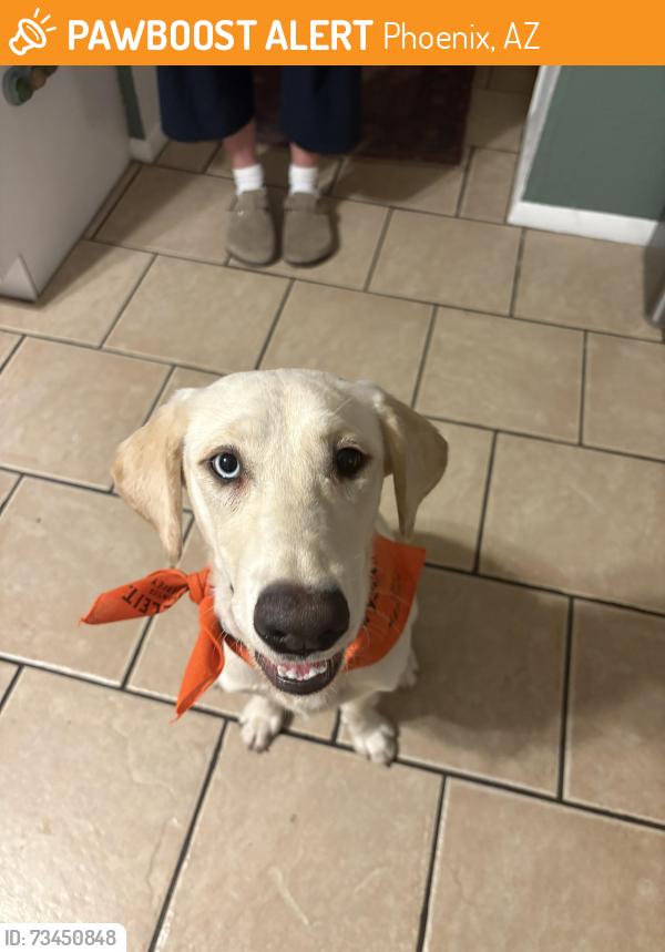 Found/Stray Female Dog last seen Near a park, Phoenix, AZ 85029