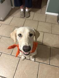 Found/Stray Female Dog last seen Near a park, Phoenix, AZ 85029