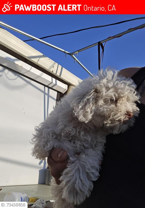Lost Male Dog last seen 4th and Campus, Ontario, CA 91764