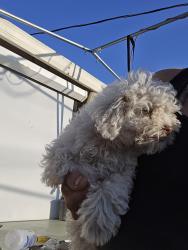 Lost Male Dog last seen 4th and Campus, Ontario, CA 91764