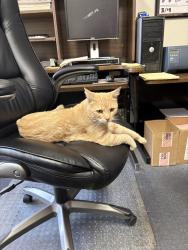 Found/Stray Male Cat last seen Archibald & 7th Street, Rancho Cucamonga, CA 91730