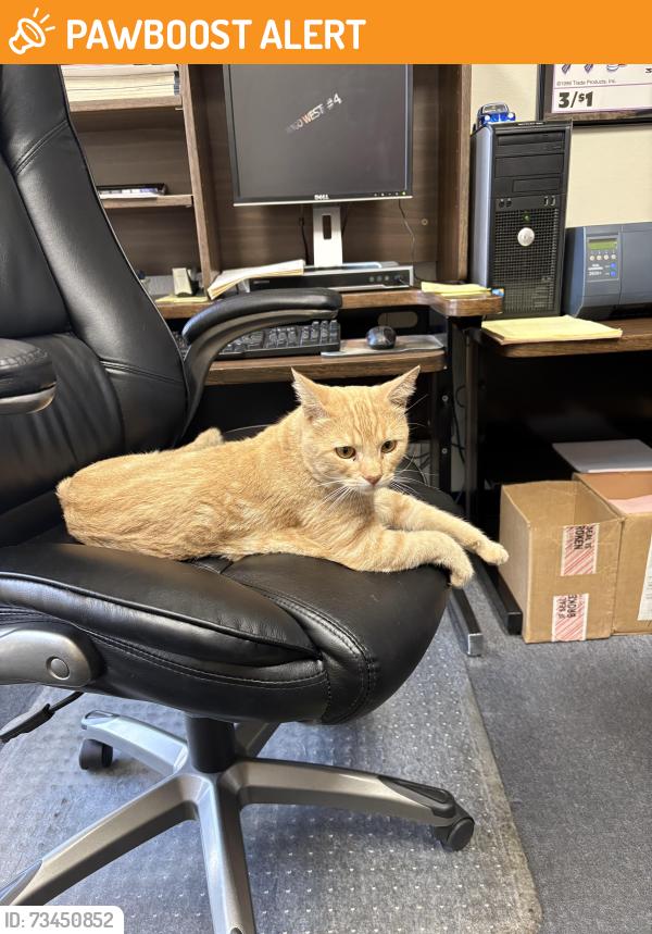 Found/Stray Male Cat last seen Archibald & 7th Street, Rancho Cucamonga, CA 91730