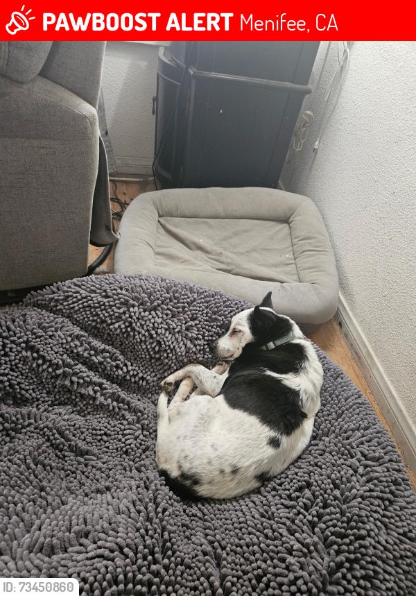 Lost Male Dog last seen Bradley bridge construction area, Menifee, CA 92586