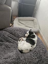 Lost Male Dog last seen Bradley bridge construction area, Menifee, CA 92586