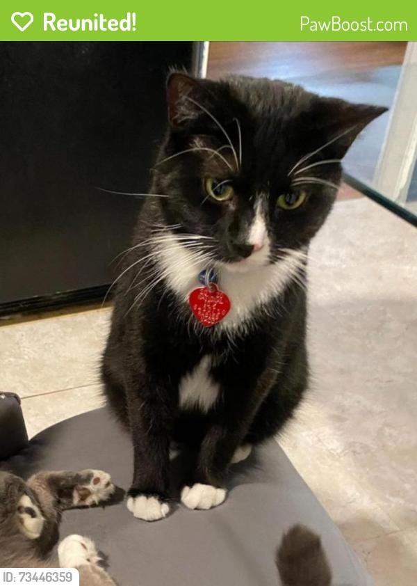 Reunited Male Cat last seen Ash St, Nashua, NH 03060