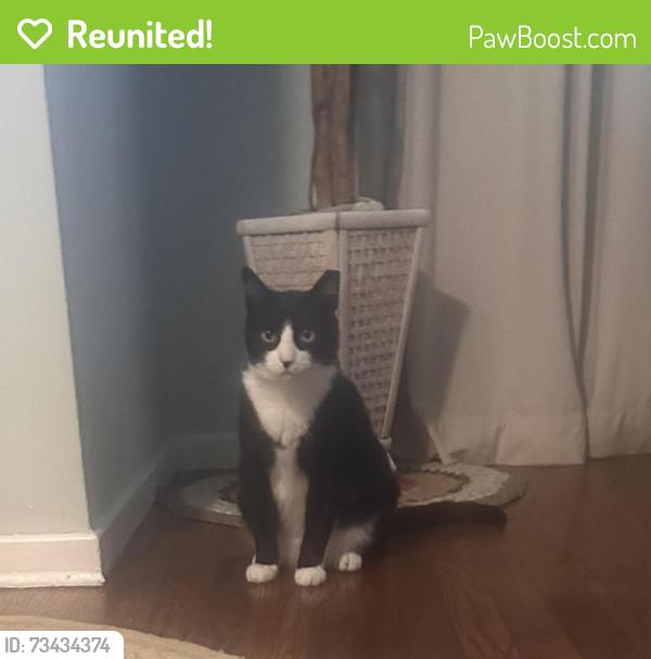 Reunited Male Cat last seen Gristmill lane, Halesite, NY, Halesite, NY 11743
