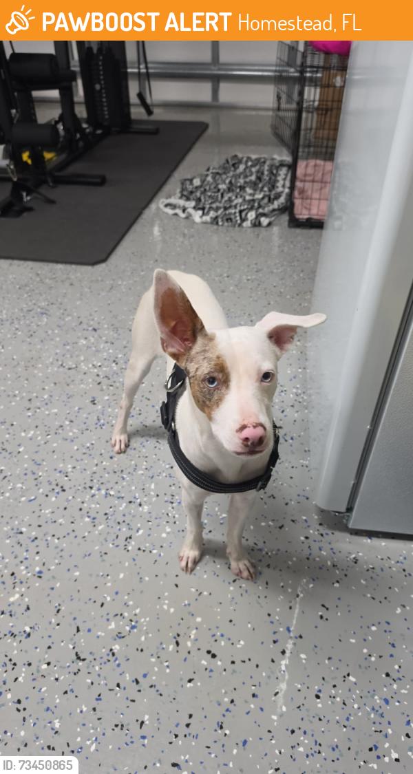 Found/Stray Male Dog last seen Near sw 170th ave, Homestead, FL 33030