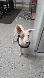 Found/Stray Male Dog last seen Near sw 170th ave, Homestead, FL 33030