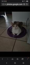 Lost Female Cat last seen Near Walmart, Arlington, TX 76017