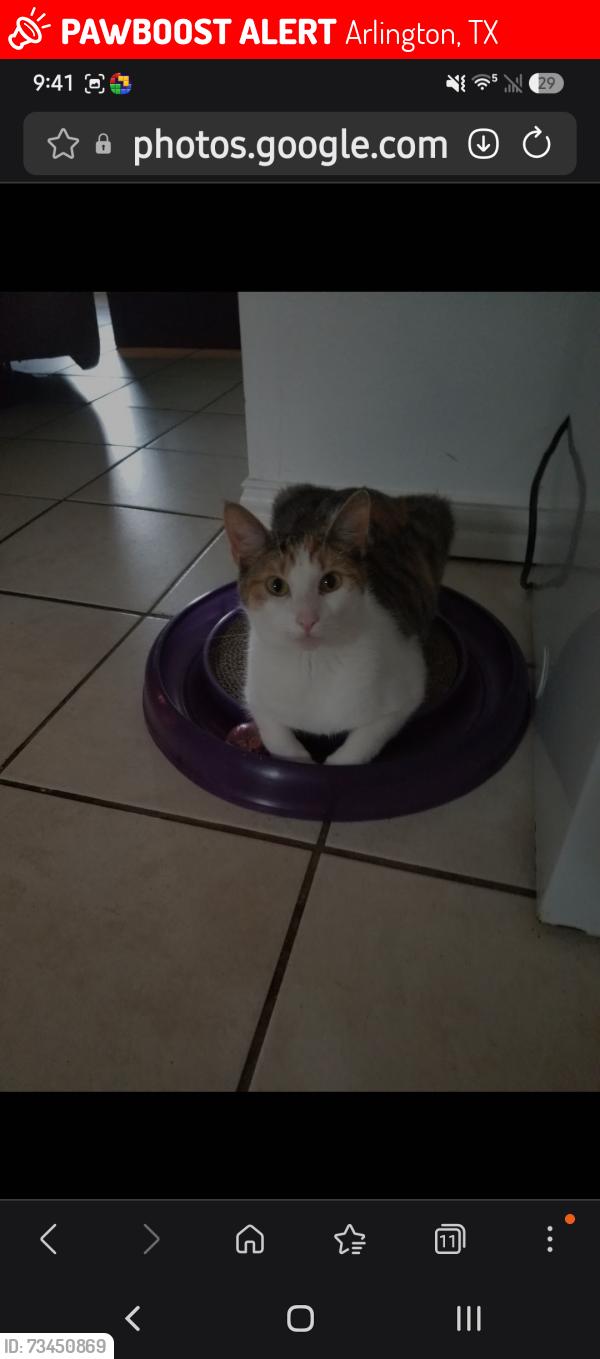 Lost Female Cat last seen Near Walmart, Arlington, TX 76017