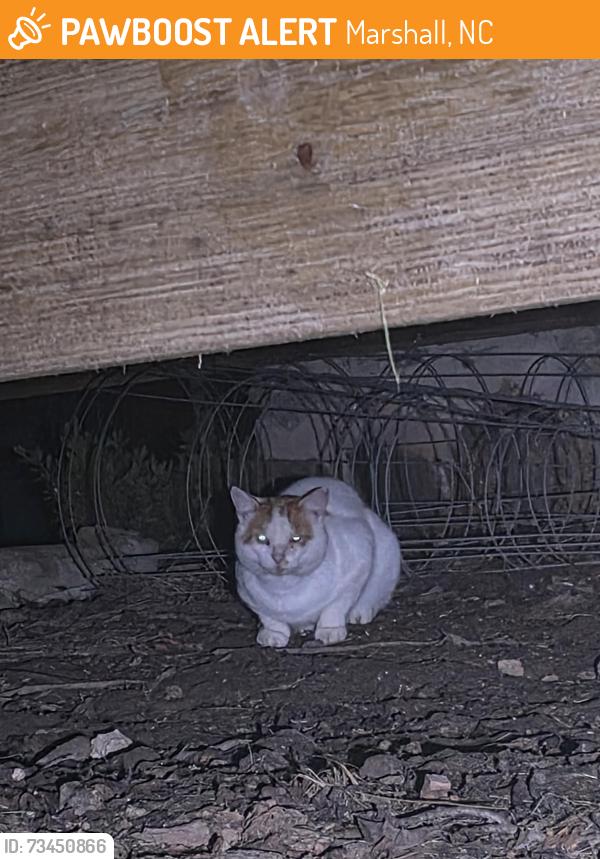 Found/Stray Unknown Cat last seen Near Blue Heron Whitewater, Marshall, Marshall, NC 28753
