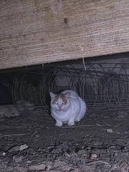 Found/Stray Unknown Cat last seen Near Blue Heron Whitewater, Marshall, Marshall, NC 28753