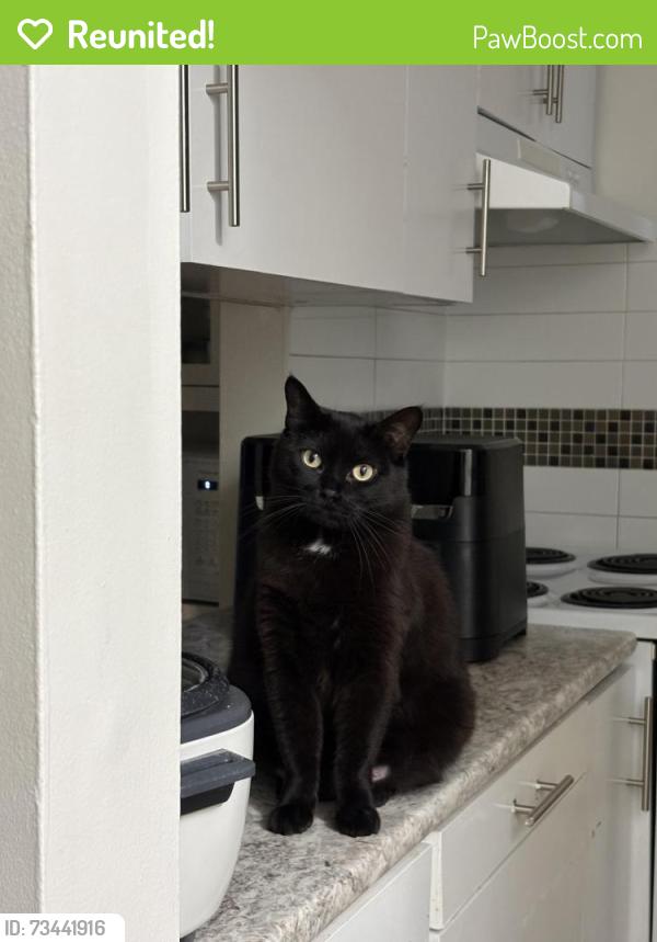 Reunited Female Cat last seen Queen’s Park s, Calgary, AB T2K 5S5