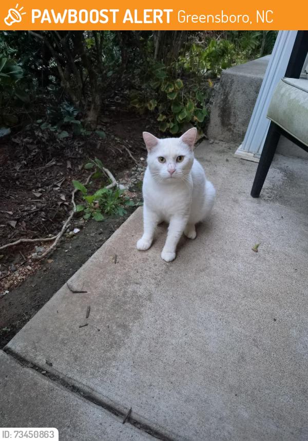 Found/Stray Unknown Cat last seen Keswick Place, Greensboro, NC 27410