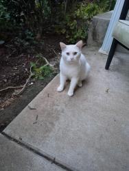 Found/Stray Unknown Cat last seen Keswick Place, Greensboro, NC 27410