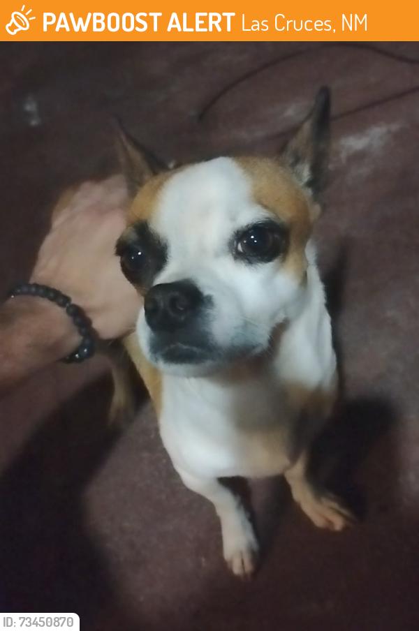 Found/Stray Male Dog last seen Locust St, Las Cruces, NM 88001
